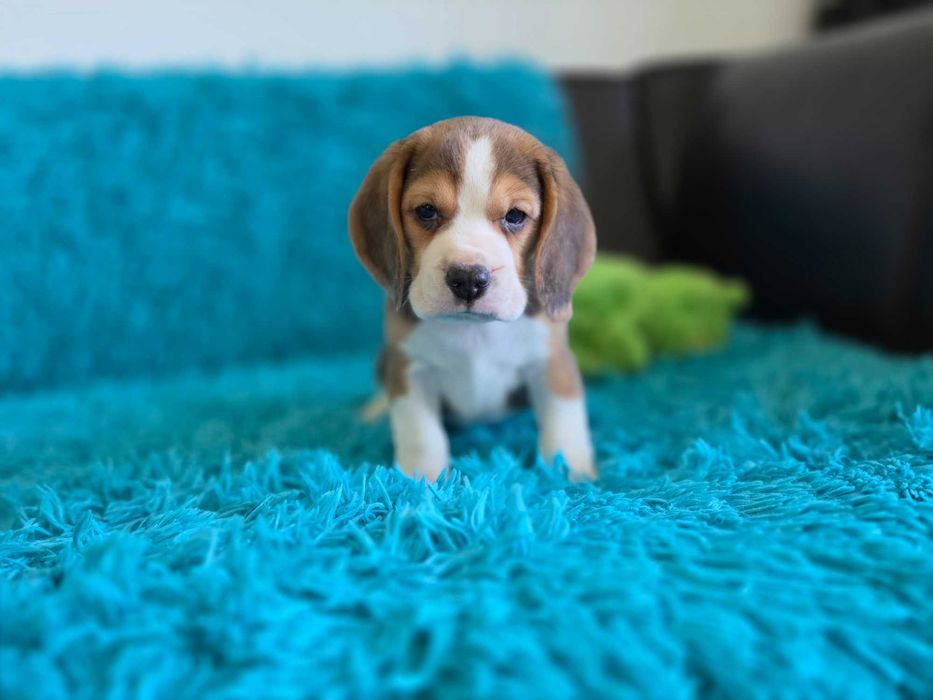 BEAGLE-szczeniak ZKwP, potencjał wystawowy