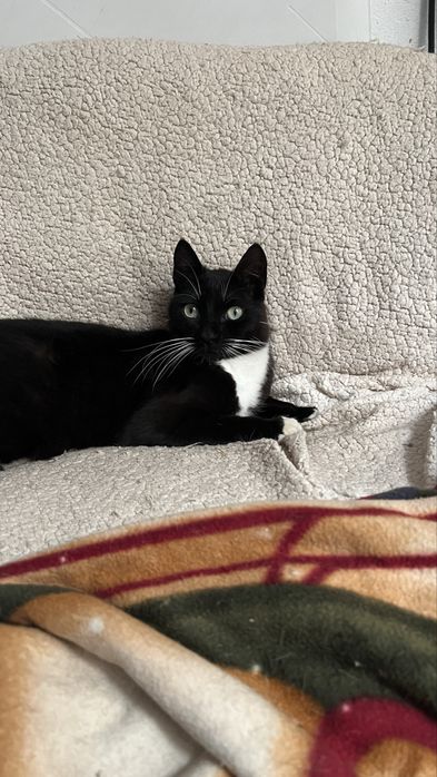 Gatinha para adoção