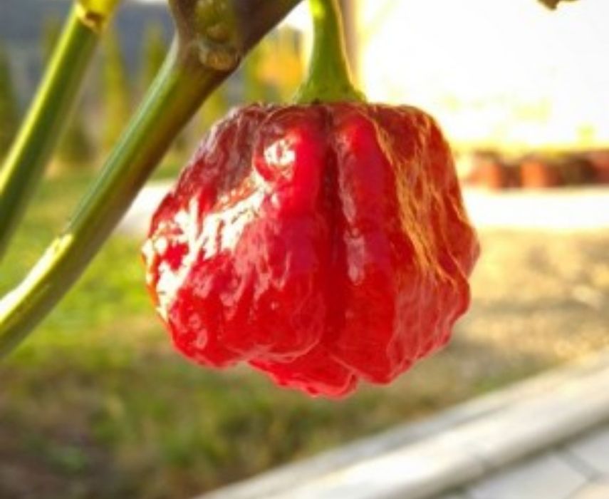 Novas adições: pimentas/ chilli peppers/ "malaguetas"