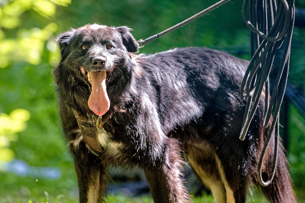 Corso- adoptuj a twój świat będzie piękniejszy [FILM]