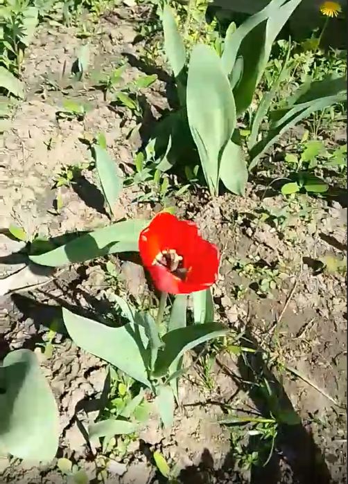 Луковицы тюльпанов сортовых.