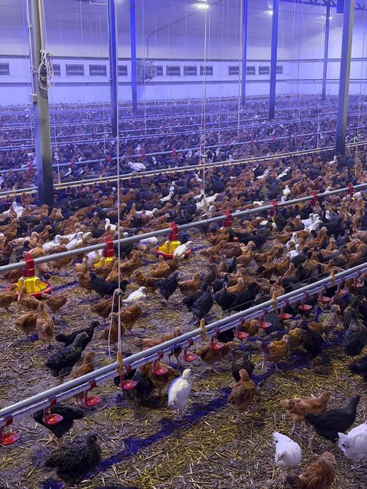 Kury Nioski, Rosa, Blue, Tęczówki, Czubatki, Green Shell. Hurt/detal