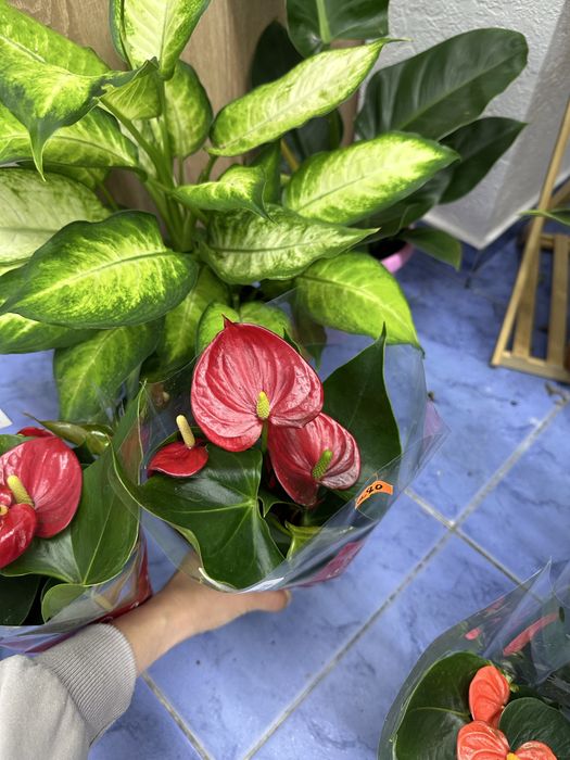 Антуріуми кімнатні квіти