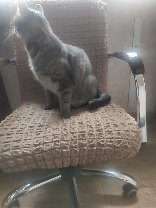 Крісло  комп'ютерне