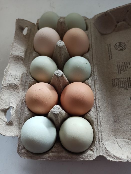 Nioski kury green shell leghorn koguty