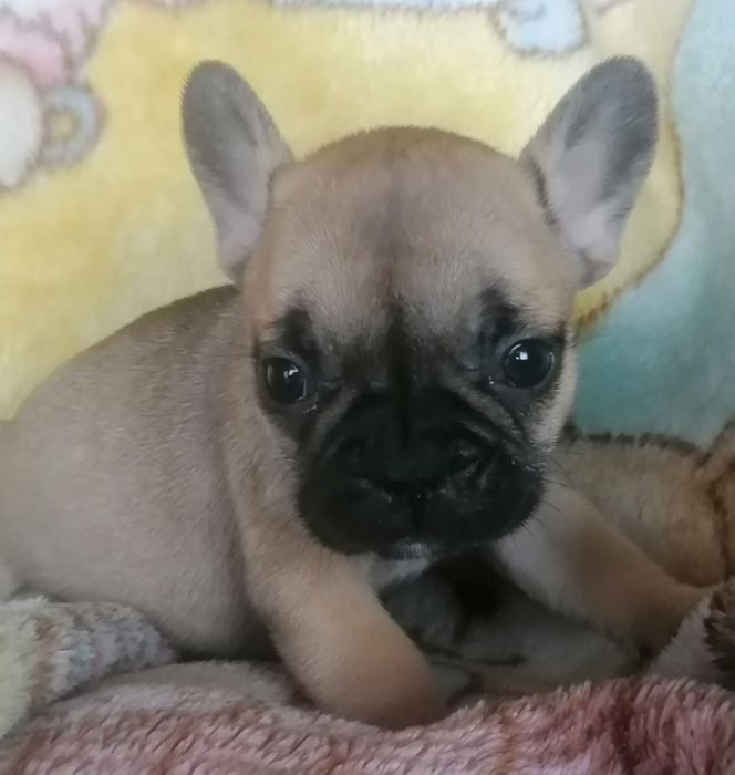 Bulldog francês faune  Miniatura