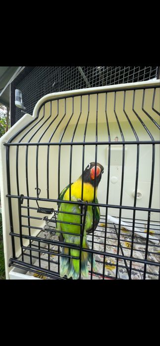 Agapornis Personatas