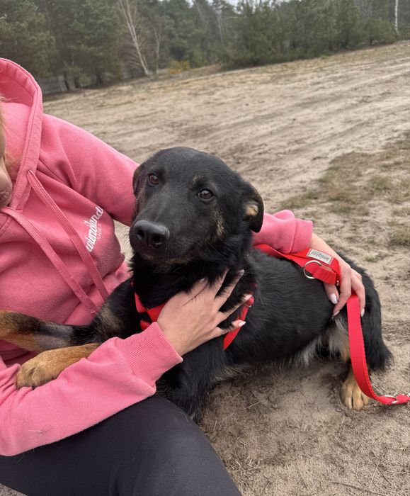 Mambuś prosi o domek. Uratuj adoptuj ze schroniska!