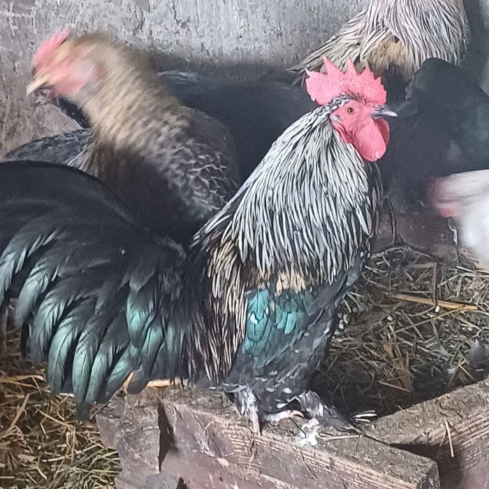 Koguty liliputy różne  do wyboru