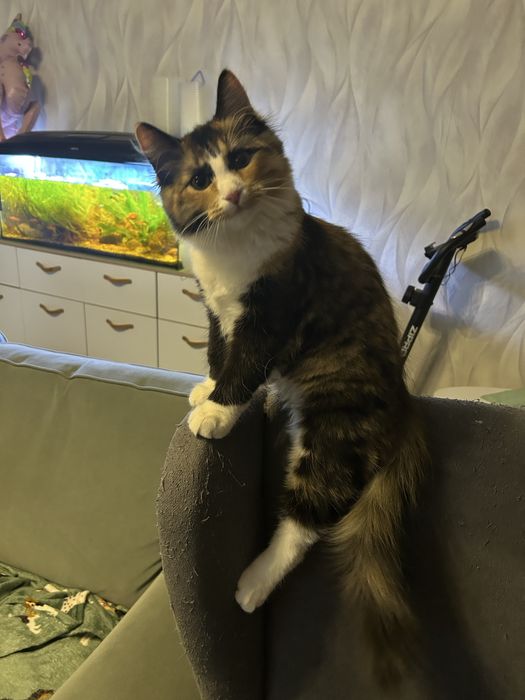 Syberyjska kotka Piwonia