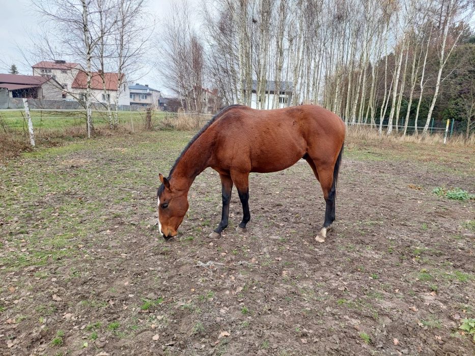 Ogier 3 lata folblut po Jucatan (ire)
