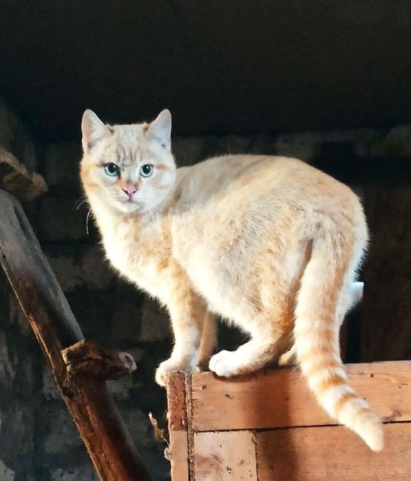 Котята отдам красивый котенок мальчик