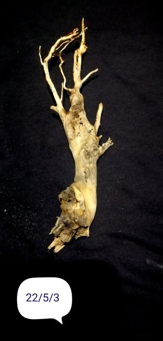 Акваріумні рослини від 3гр. коряги ,камні ,мохи та багато іншого.