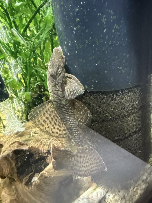 Rezerwacja Oddam zbrojnik samica