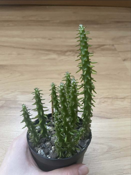 Kaktus austrocylindropuntia subulata*POLECAM*