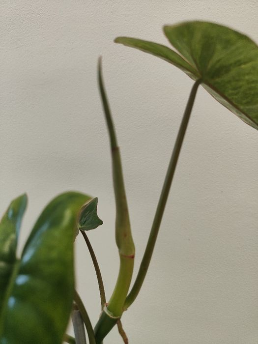 Philodrendron Paraíso Verde // planta interior