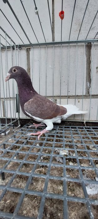 Gołębie staropolskie