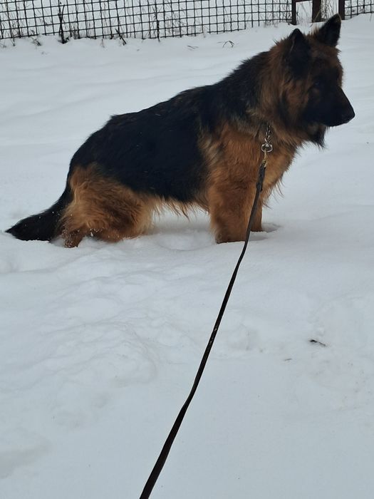 Подрощенная сука