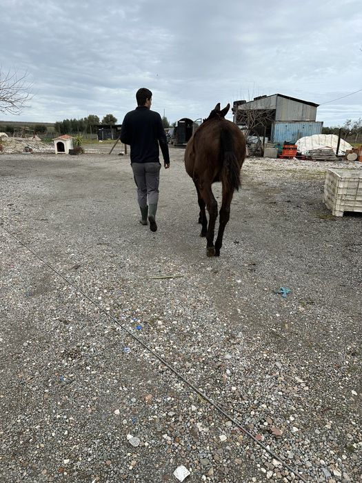 Mula grande com 12 anos