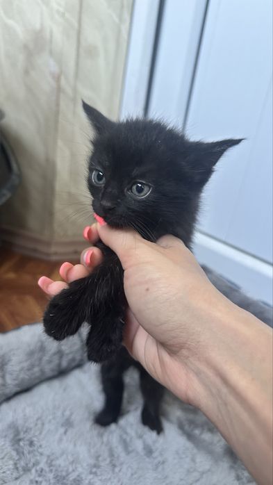Отдам БЕСПЛАТНО КОТЯТ , 4 мальчика 1 девочка , ласковые