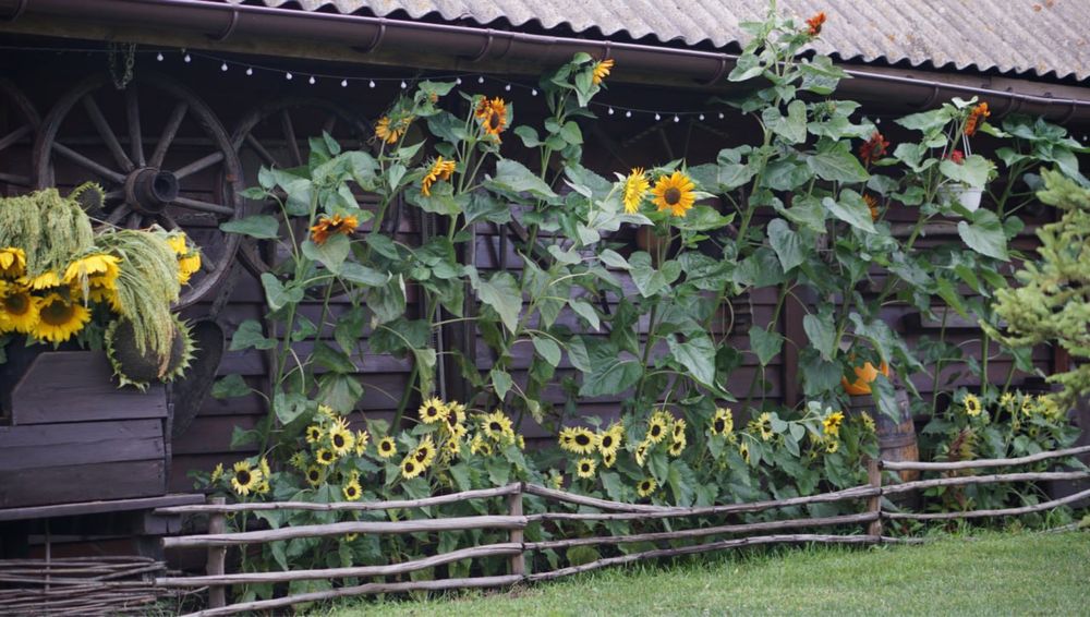 Садиба «Золота Сова»