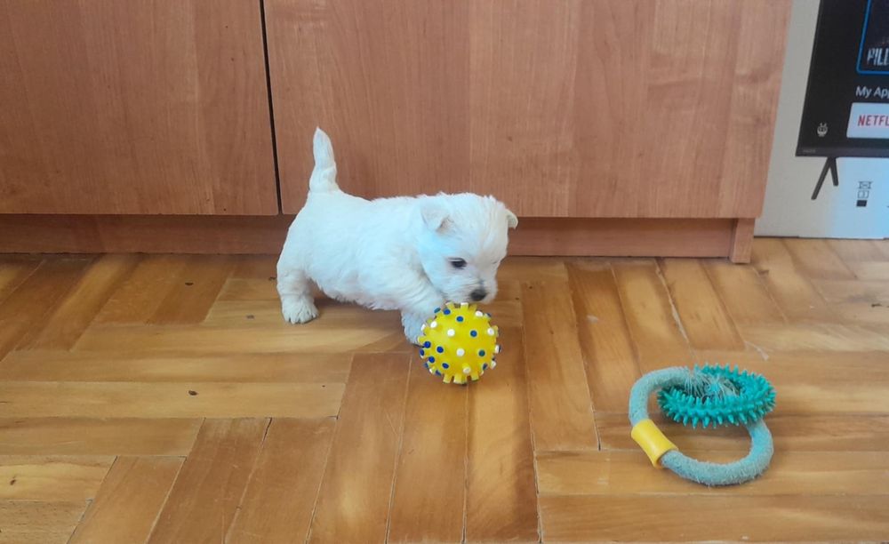 West Highland White Terrier - suczka (szczenię)
