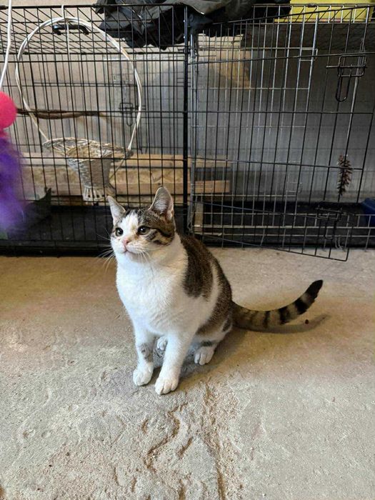 Laruś młody kocurek do adopcji