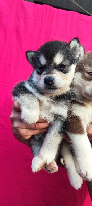 Класні, чистокровні товстолапі