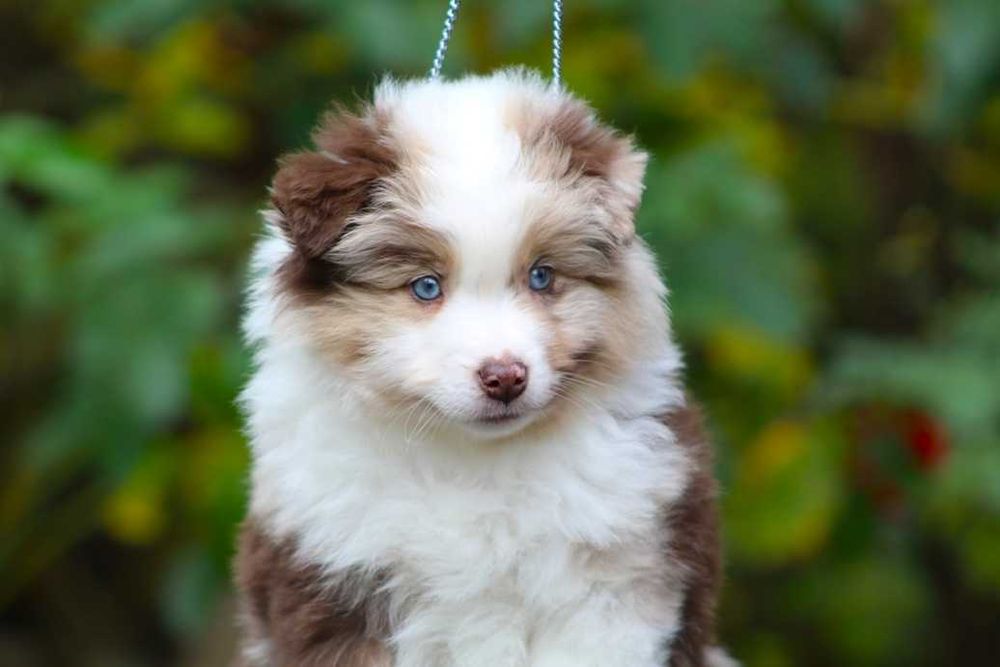 Miniaturowy Owczarek Amerykański MAS Chłopiec red merle