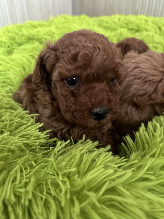 Pudel Toy śliczny piesek do rezerwacji