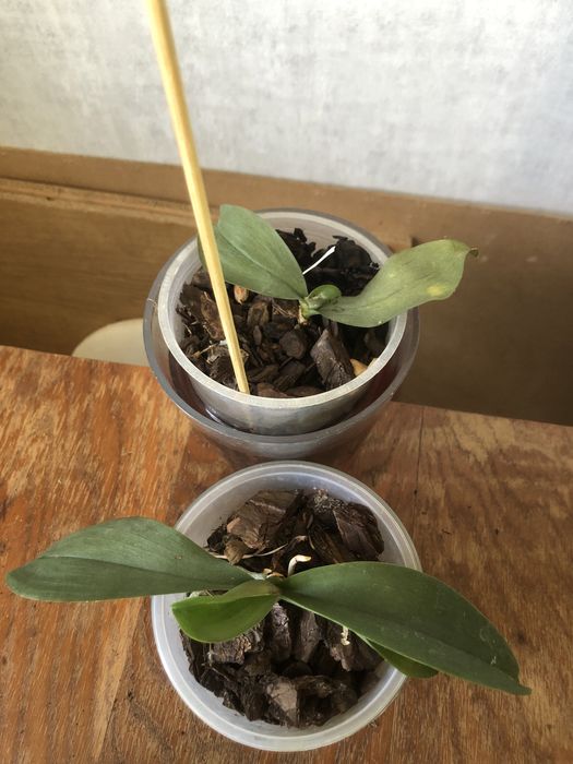 Орхидея phalaenopsis
