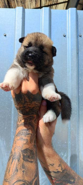 Продам чудових малюків