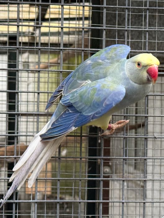 Ring Neck Violeta Turquesa Cc