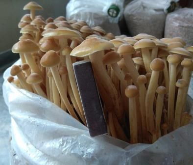 Грибные блоки Опята, Эринги, Шиитаке