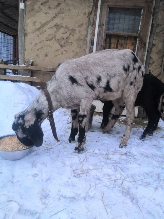 Англо-нубійська 100% козa