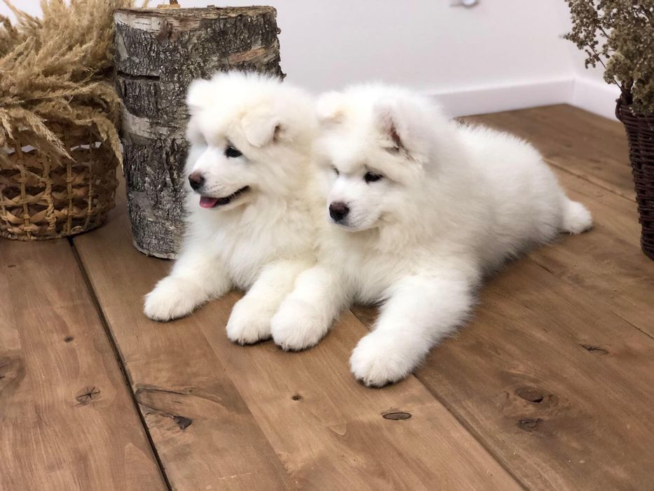Samoyed Piesek….