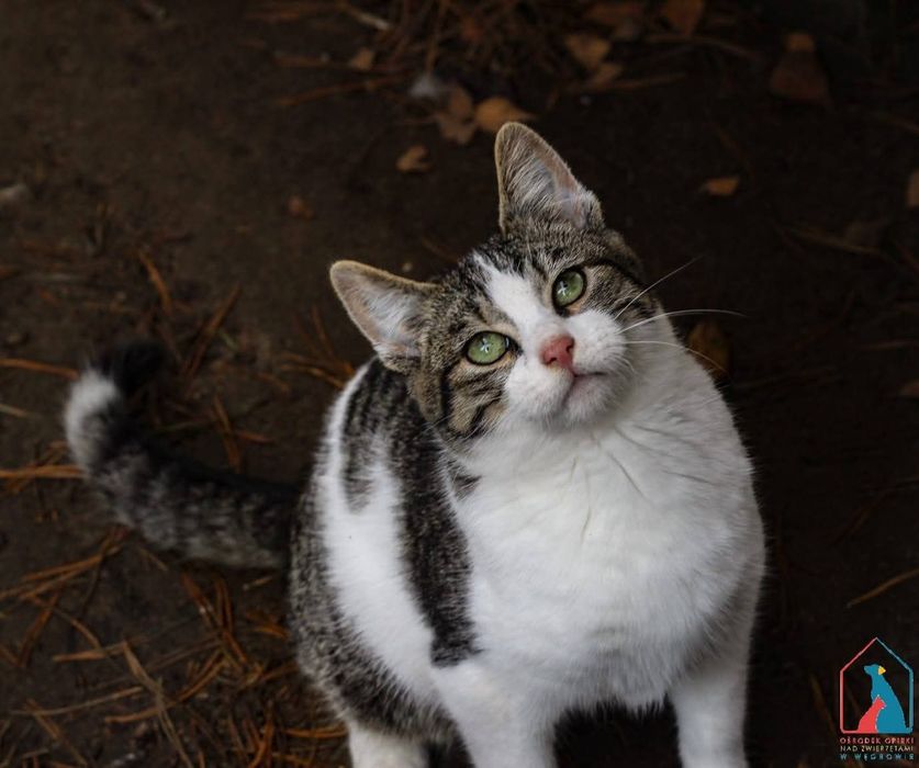 Rajo 264/25 - SZUKA DOMU!