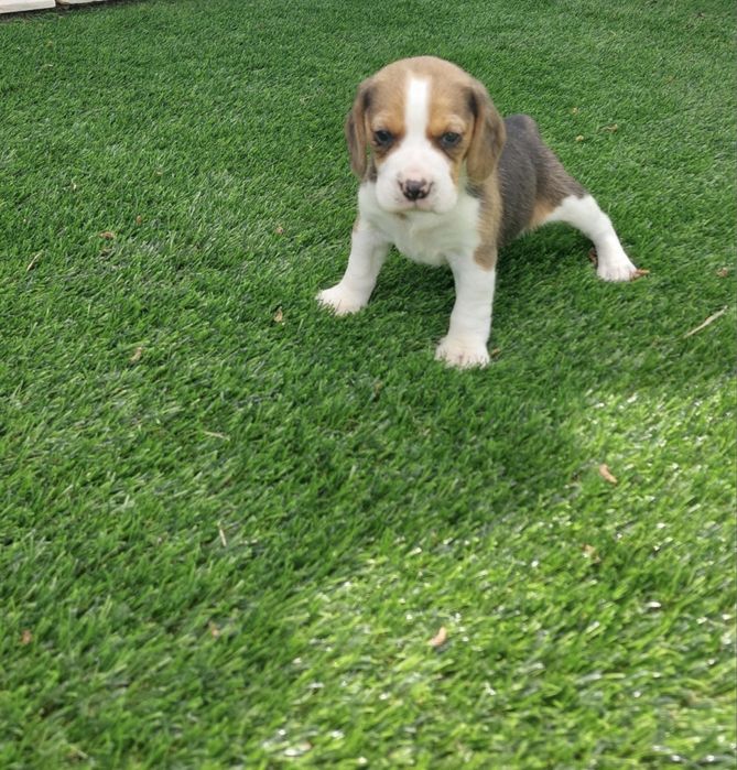 Beagle Tricolor Puro