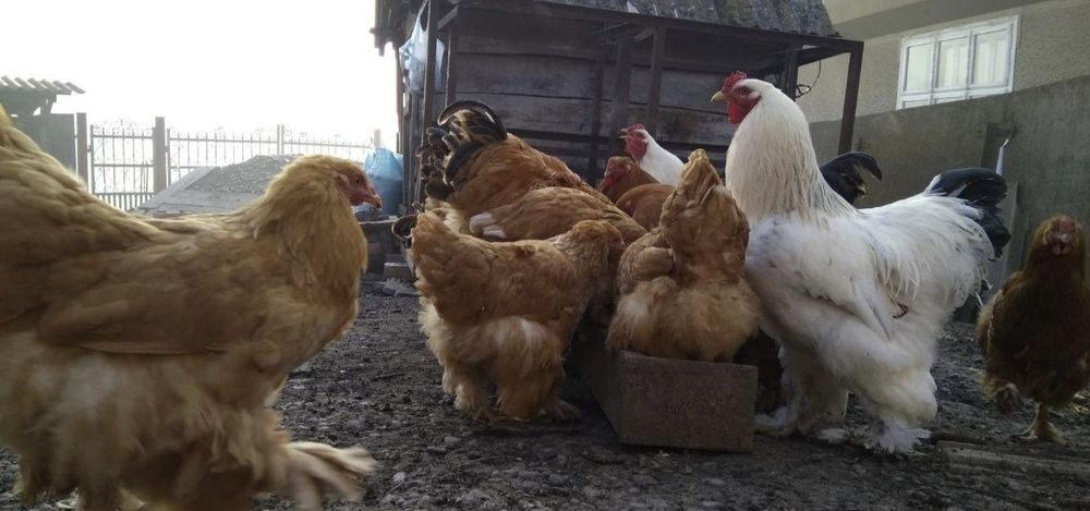 Яйцо инкубационная брама