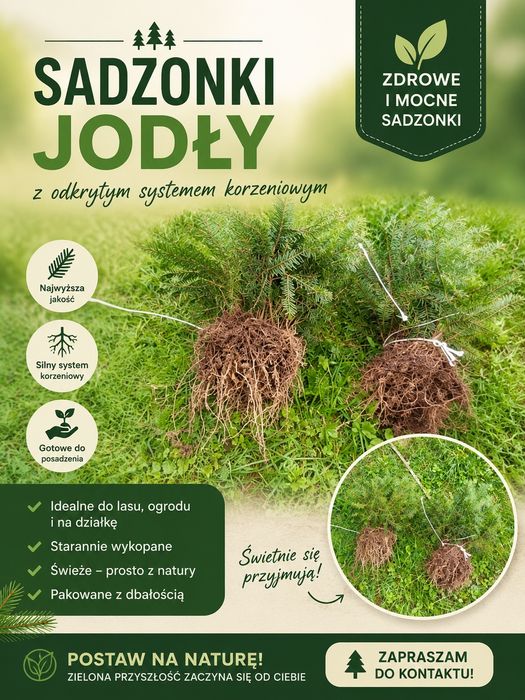Sprzedam sadzonki jodły