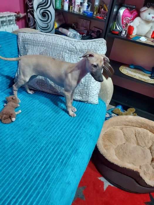 Chart Angielski Whippet suczka