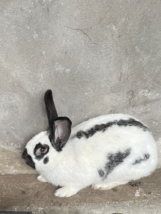 Кролик самец молодой