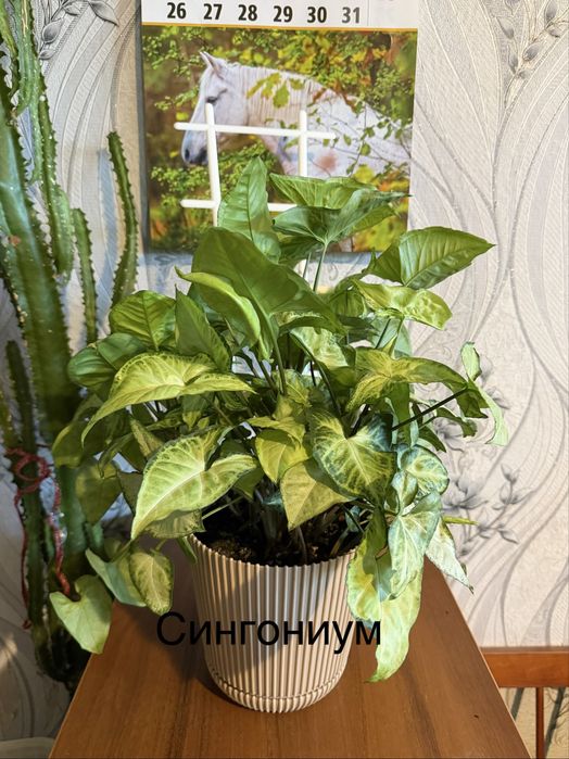 Продам излишки комнатных растений.