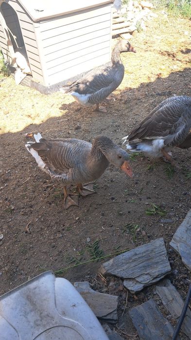 Casal de Gansos.