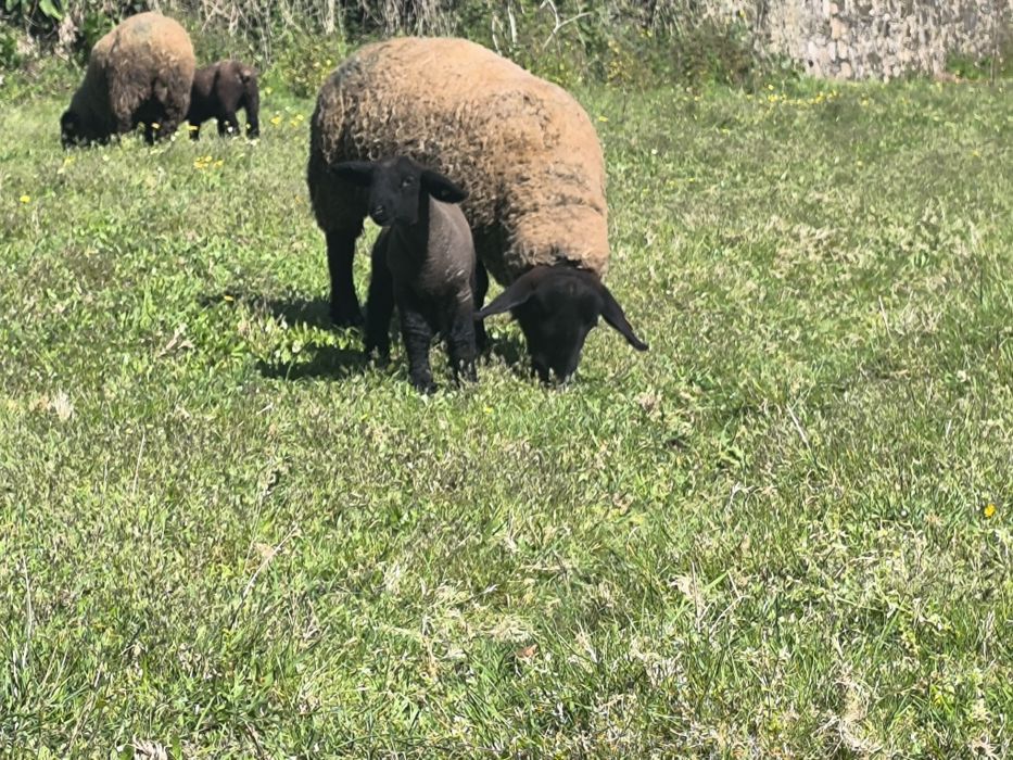 Ovelhas suffolks