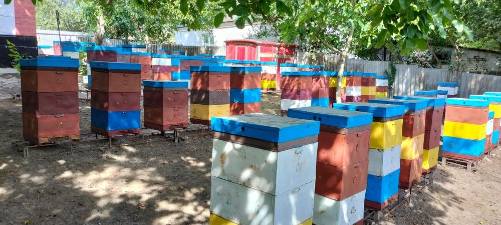 Бджоли, бджолосім'ї