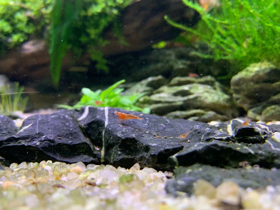 Krewetki Red Cherry, RC ładnie wybarwione