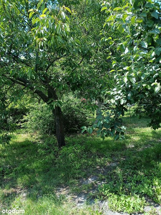 Sprzedam dużą, malowniczą działkę z domkiem Brzeźce k. Białobrzegów