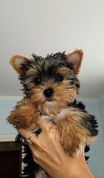 цуценя йорка 7-міс,baby face міні,хлопчик привитий із паспортом