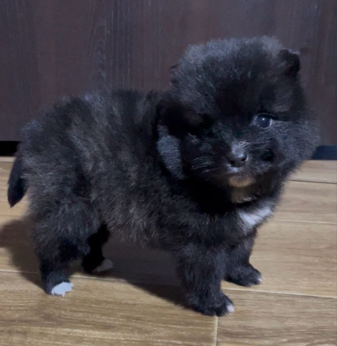 Мальчики и девочки шпица